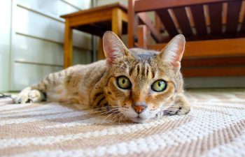 Photographier son chat : 5 conseils pratiques