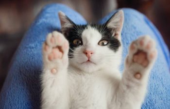 Comment savoir si un chat est heureux en appartement ?