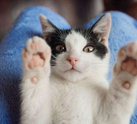 Comment savoir si un chat est heureux en appartement ?