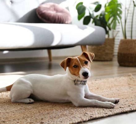 Est-ce qu’un chien peut vivre dans un appartement ?