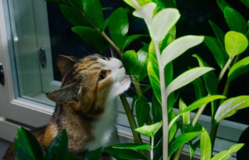 Quels sont les aliments toxiques pour les chats ?