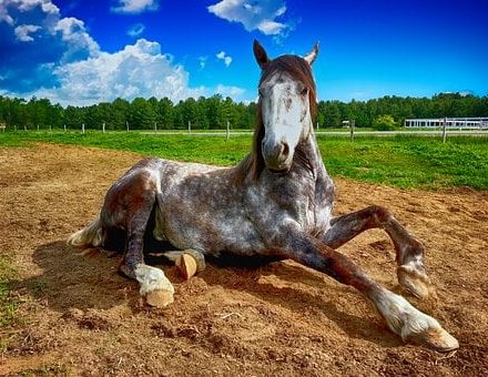 Le drainage chez le cheval : effet de mode ou réelle nécessité ?