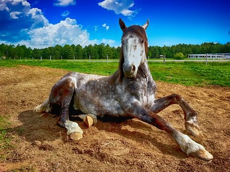 Le drainage chez le cheval : effet de mode ou réelle nécessité ?