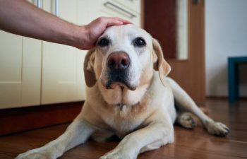 Comment bien s’occuper d’un chien âgé ?