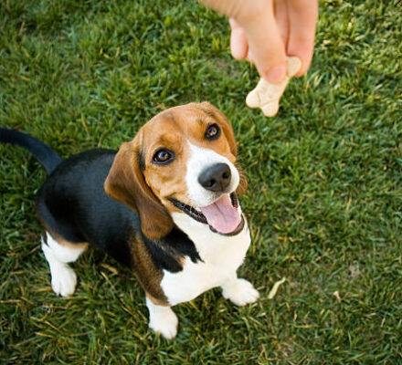 Les friandises et les récompenses pour chien : Comment les utiliser ?