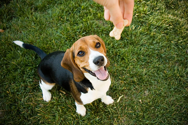 Les friandises et les récompenses pour chien : Comment les utiliser ?
